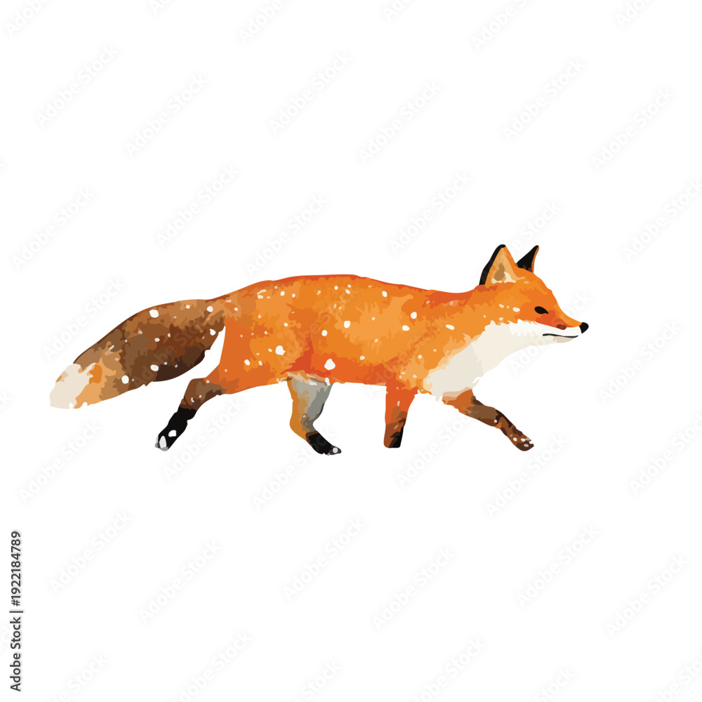 Obraz premium Watercolor Red Fox Illustration Walking.