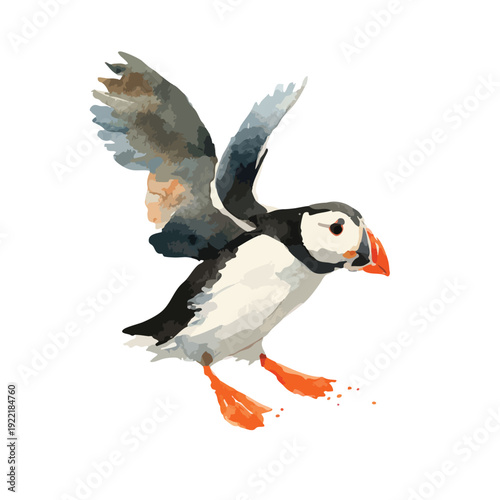 Watercolor Puffin Flying Bird Illustration.