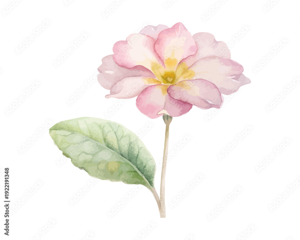 Obraz premium Watercolor Primrose Botanical Art, Delicate Flower, vector illustration isolated on white background