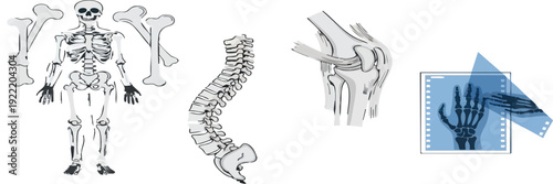 Anatomy and medical imaging Illustrating the human skeletal system and orthopedic diagnostics