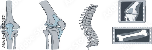Medical illustrations showcasing human anatomy knee, elbow, spine, and bone structure