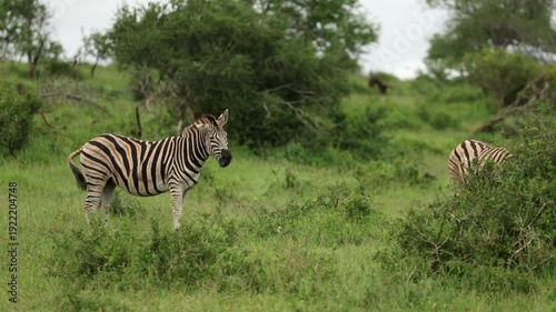 Two zebras nuzzle and groom each other closely in a South African national park, showing affectionate social behavior, tender interaction, and the striking patterns of their black and white stripes.
