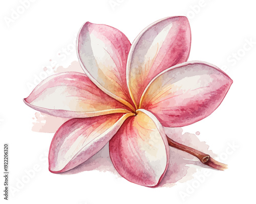 Watercolor Plumeria (Frangipani) Clipart, Soft Tropical Flower, vector illustration isolated on white background