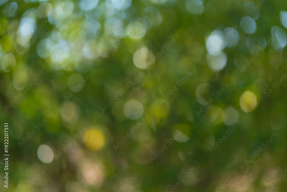 Obraz premium Green Bokeh Background with Soft Sunlight and Blurred Foliage