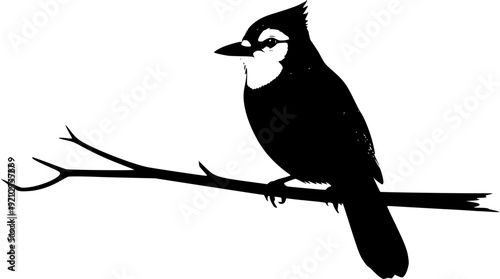 Black and white bird perched elegantly on a slender branch