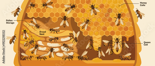 Flat vector illustration of a bustling beehive cross-section showing worker bees, queen bee, and honeycomb structure with labels for pollen storage, brood nest, honey cells, and queen cell.