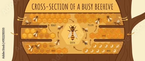Flat vector illustration of a busy beehive cross-section inside a tree trunk, featuring a queen bee, worker bees, honeycomb cells with honey, pollen, and larvae development stages diagram.