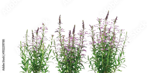 A cluster of purple flowering plants featuring tall green stems and small blossoms isolated against a clean white background.