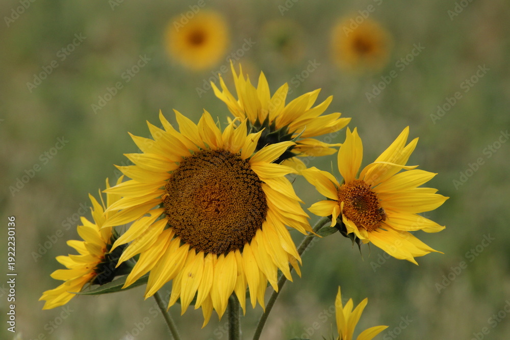 Fototapeta premium sunflower field in summer
