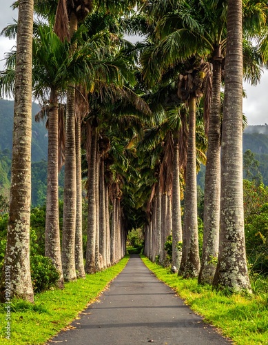 A serene pathway lined with palm trees