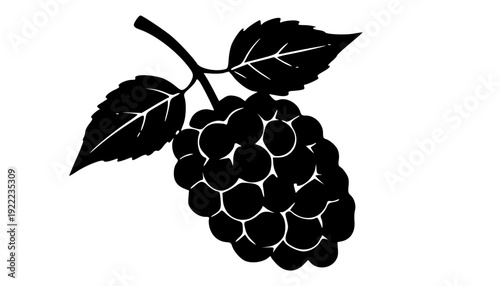 Cluster of black grapes attached to a vine with green leaves