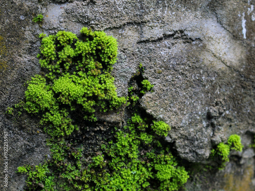 Vibrant green moss growing on textured stone wall background