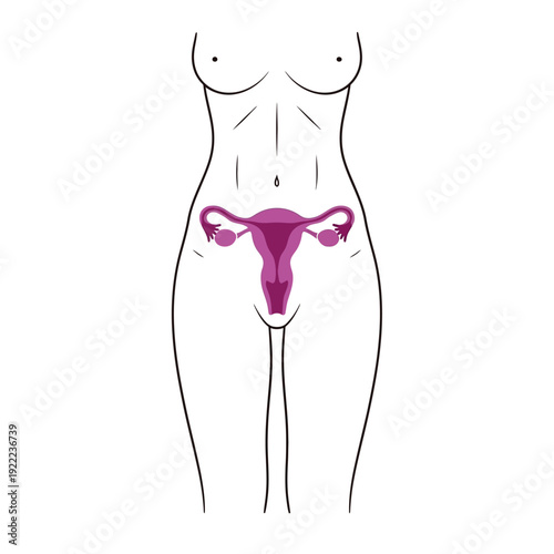 Anatomical illustration of a female torso highlighting the uterus and reproductive system