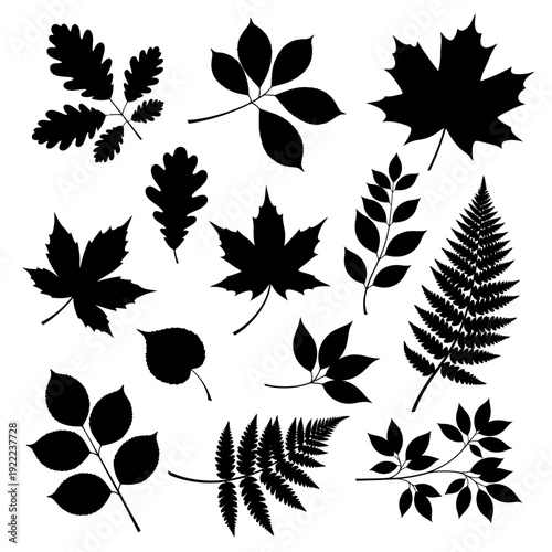 Silhouettes of various leaves and ferns against a white background