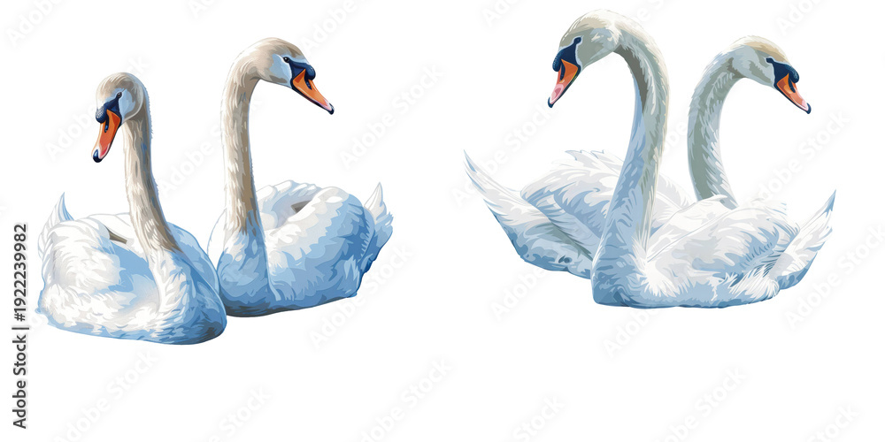 Obraz premium Two Swans with Long Necks in Blue Water Set Isolated on Transparent Background, PNG
