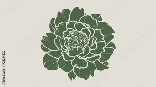 Cabbage Head Graphic vector illustration