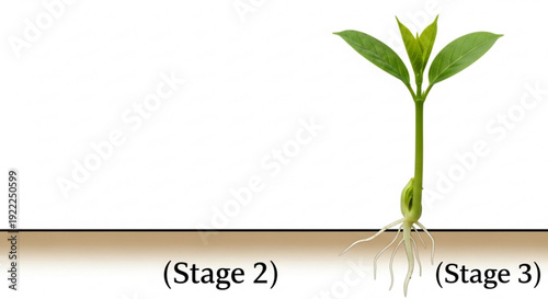 Young plant growth stage illustration with roots and leaves on white background detailed educational graphic