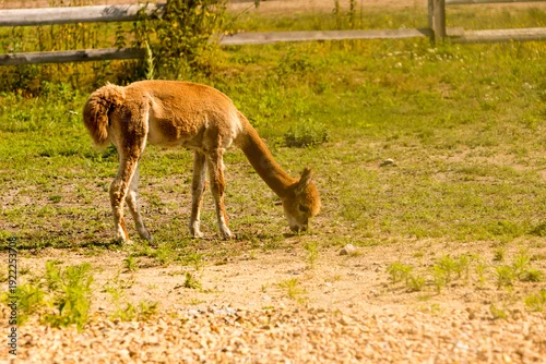 Fototapeta samoprzylepna Piękna Alpaka, Lama pacos