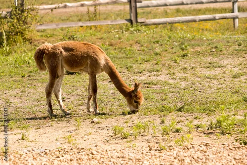 Fototapeta Piękne zwierzę Alpaka, Lama pacos