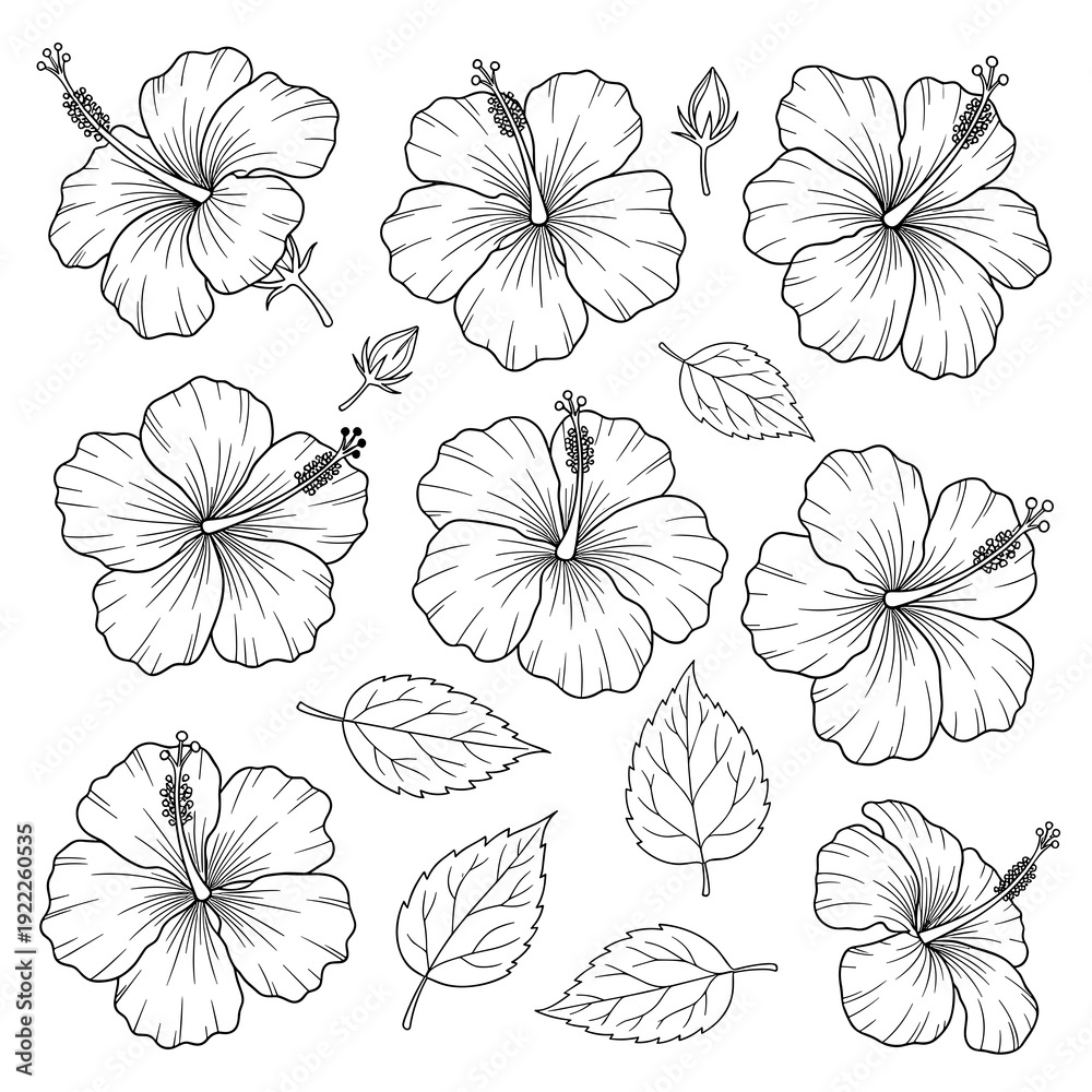 Fototapeta premium Set of Botanical Hibiscus Sketches for Greeting Card Design