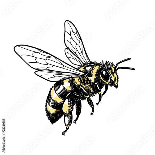 Detailed Realistic Honey Bee Graphic for Organic Branding