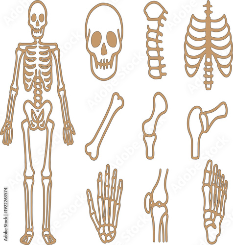 Human Skeletal System Filled Icon Set – Medical Bone Anatomy Vector Collection