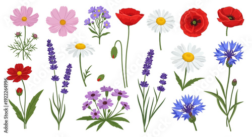 Assorted wildflowers and flowers in various colors and shapes illustrated in a graphic design from a direct viewpoint