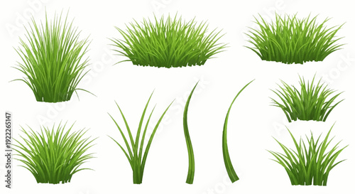 Various grass tufts and individual blades illustrated from different viewpoints