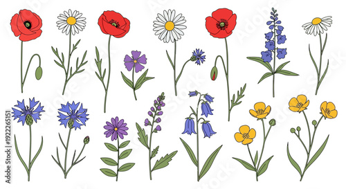 An assortment of colorful flowers and plants in a whimsical illustration style