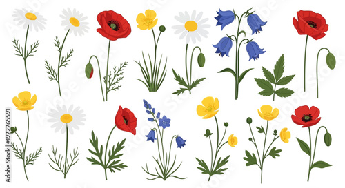 Illustration of assorted wildflowers and flora in a vibrant meadow scene from a top-down viewpoint