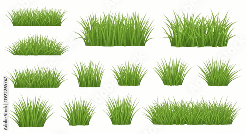 Collection of various grass types in rectangular pots, vector illustrations