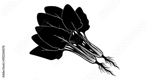 A cluster of fresh, green spinach leaves, ready for harvest, arranged in a dark contrast silhouette, depicting healthy, natural, and organic food 