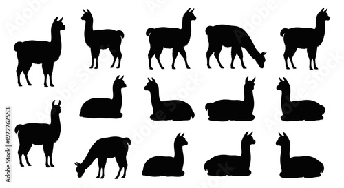 Llama Alpaca Silhouette Vector Collection