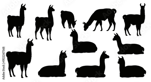 Llama Alpaca Silhouette Vector Collection