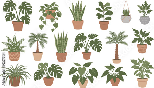 Flat vector illustration of indoor houseplants collection, potted plants, hanging planters, decorative foliage, botanical design, home decor, cartoon art