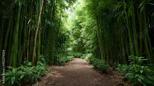 A serene pathway winds through a dense vibrant green bamboo forest bathed in soft diffused light