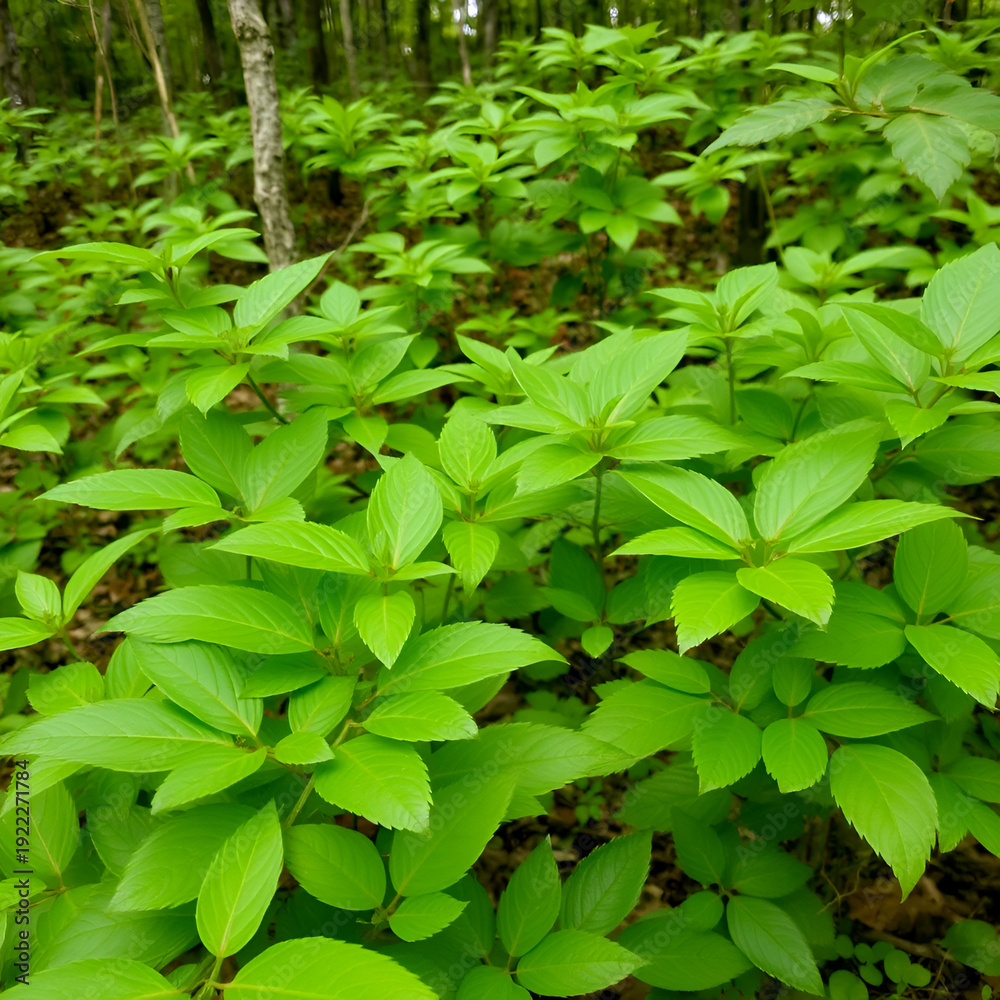 Obraz premium Foliage of green in wooded environment
