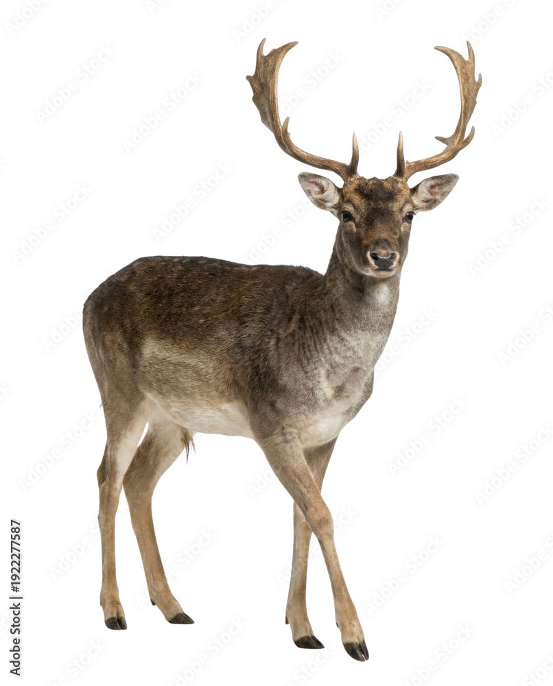 Obraz premium Fallow deer stag with antlers standing on a white background, full body shot