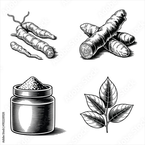 Turmeric and ginger root set with powder jar and leaves in detailed vintage engraving style