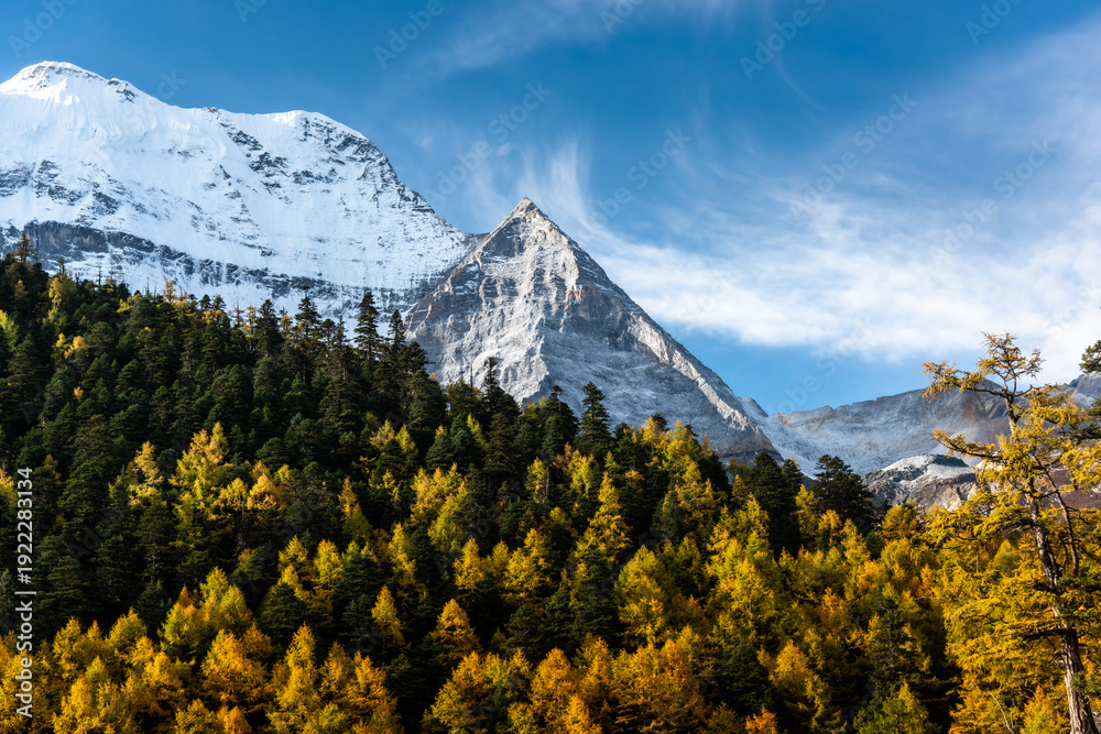 Fototapeta premium view of autumn highland snow mountain of Yading Nature Reserve, snow-capped mountains, crystal clear lakes, vast grasslands, colorful forests, Shangri-La Town, Daocheng, Sichuan, China