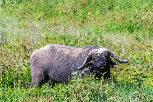 Telephoto of Cape Buffalo -Syncerus caffer- grazing in Lake Nakamuro national park, Kenya