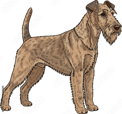 Detailed illustration of Irish Terrier dog with wiry reddish‑brown coat, upright tail, folded ears, side profile view, educational canine anatomy artwork, breed identification concept