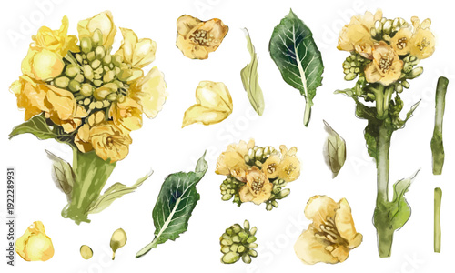 菜の花のリアルな水彩画の素材セット