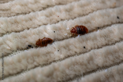 Bed Bug in Mattress Stitching