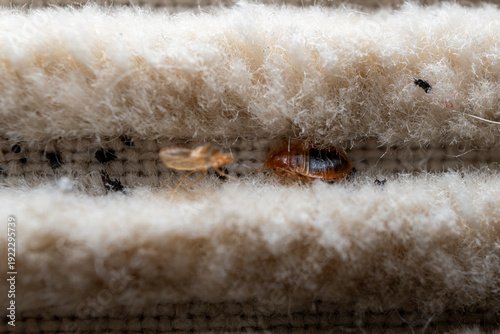 Schilderij op canvas Bed Bug in Mattress Stitching