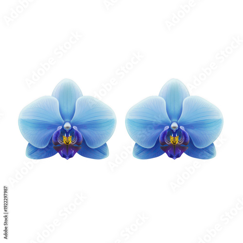 Elegant pair of blue orchids with contrasting orange centers in bloom