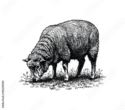 Vintage Engraving of a Sheep Grazing in a Field. Hand drawn engraving style vintage vector.