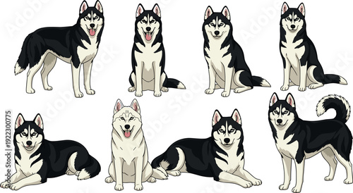 Set of Siberian Husky dog characters in various poses including standing sitting lying down and winking flat vector illustration