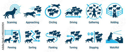 Herding dog commands icon set showing a sheepdog managing a flock of sheep with various actions like scanning, approaching, circling, and driving in a flat vector infographic style