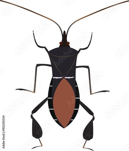 Detailed vector illustration of Leptoglossus phyllopus, commonly known as the leaf-footed bug, isolated on a white background for scientific and educational use.
